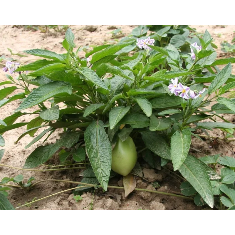Semillas de Pepino dulce (Solanum muricatum) | Seeds Shop Store