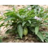 Semillas de Pepino dulce (Solanum muricatum) | Seeds Shop Store