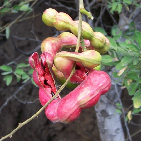 Semi di Tamarindo di Manila (Pithecellobium dulce) | Seeds Shop Store