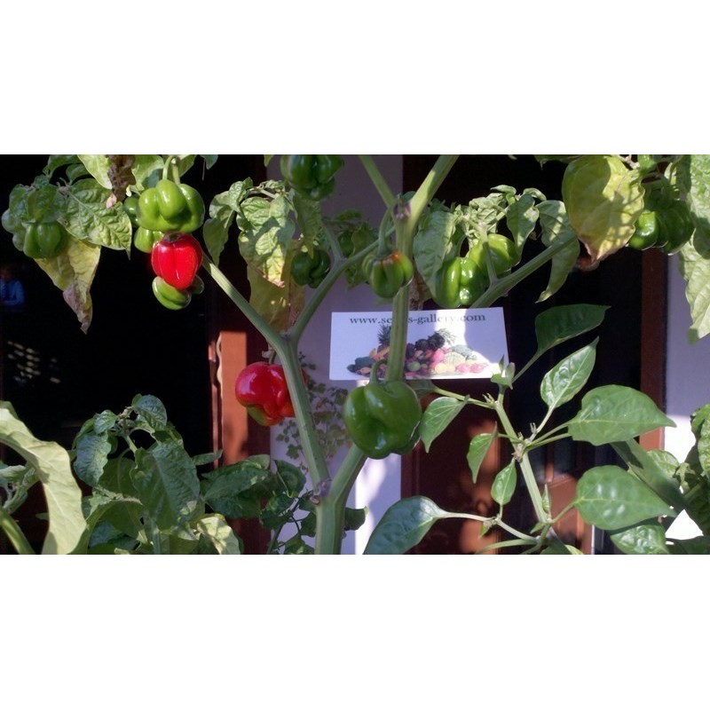 Habanero Senegal Seeds | Seeds Shop Store