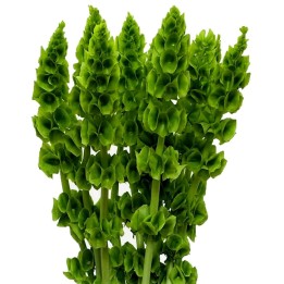 Sementes de Sinos da Irlanda (Moluccella laevis) - 234.57915