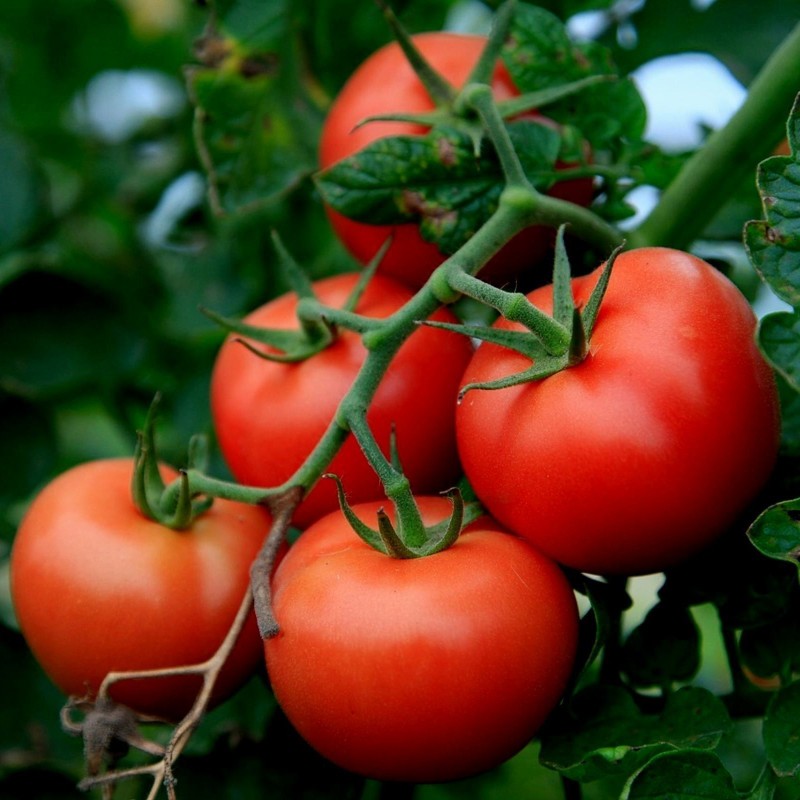 Tomato Novosadski Jabucar 50 seeds | Seeds Shop Store