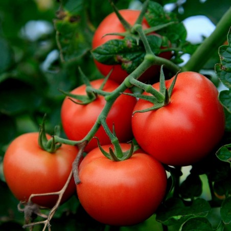 Tomato Novosadski Jabucar 50 seeds | Seeds Shop Store