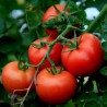 Semi di Pomodoro Novosadski Jabucar 50 semi | Seeds Shop Store