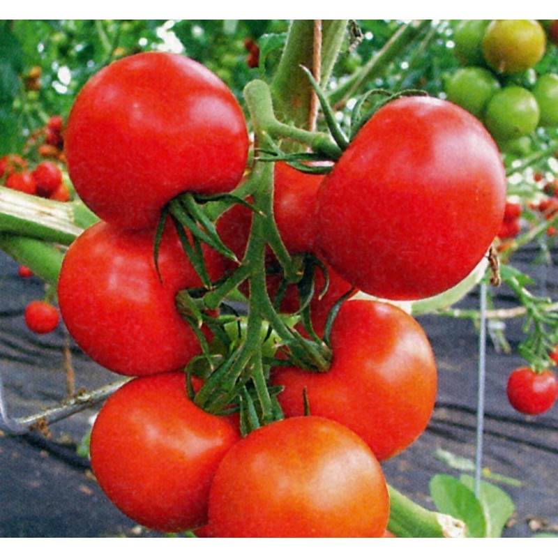 Semi di Pomodoro Novosadski Jabucar 50 semi | Seeds Shop Store