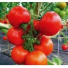 Tomato Novosadski Jabucar 50 seeds | Seeds Shop Store