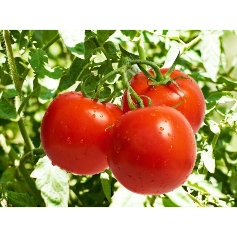 Semi di Pomodoro Novosadski Jabucar 50 semi | Seeds Shop Store
