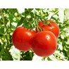 Semi di Pomodoro Novosadski Jabucar 50 semi | Seeds Shop Store