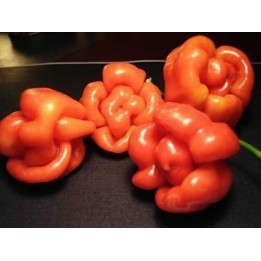 Semi di Peperoncino Habanero Senegal - 293.223938