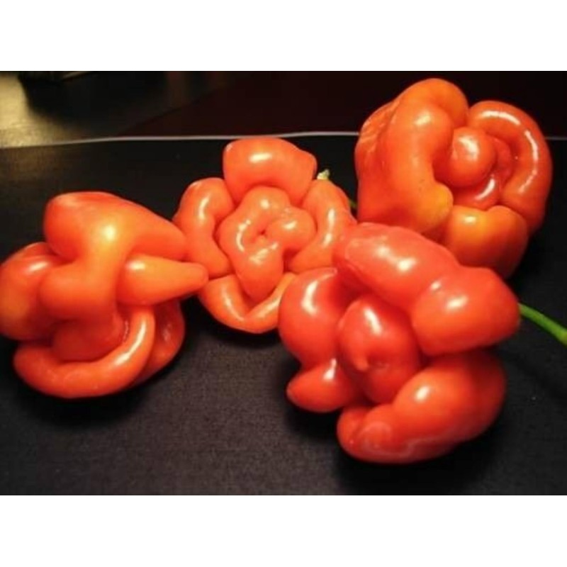 Semillas de Pimientos Picantes de Senegal | Seeds Shop Store