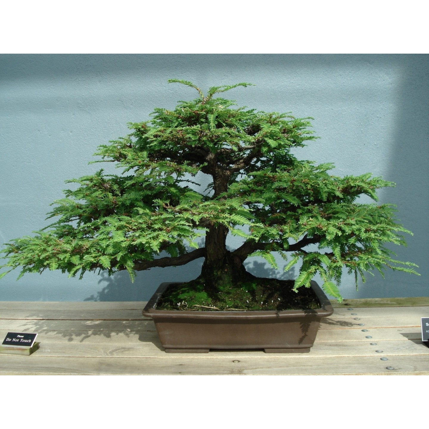 Mammutbaum Samen Bonsai