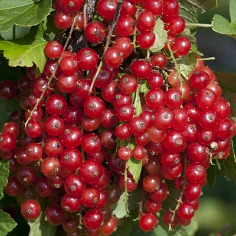 Sementes de Groselheira Vermelha (Ribes rubrum) | Seeds Shop Store