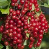 Sementes de Groselheira Vermelha (Ribes rubrum) | Seeds Shop Store