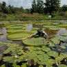Semillas Nelumbonaceae Lirio de agua gigante (Victoria amazonica) | Seeds Shop Store