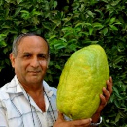 Semi di Citrona Gigante Cedro - 4 kg di frutta - 3.33