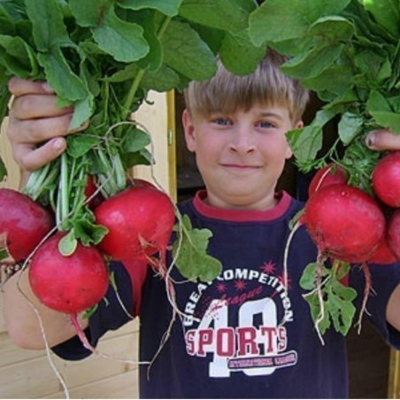 Sementes De Rabanete Gigante “ROSSO GIGANTE“ | Seeds Shop Store