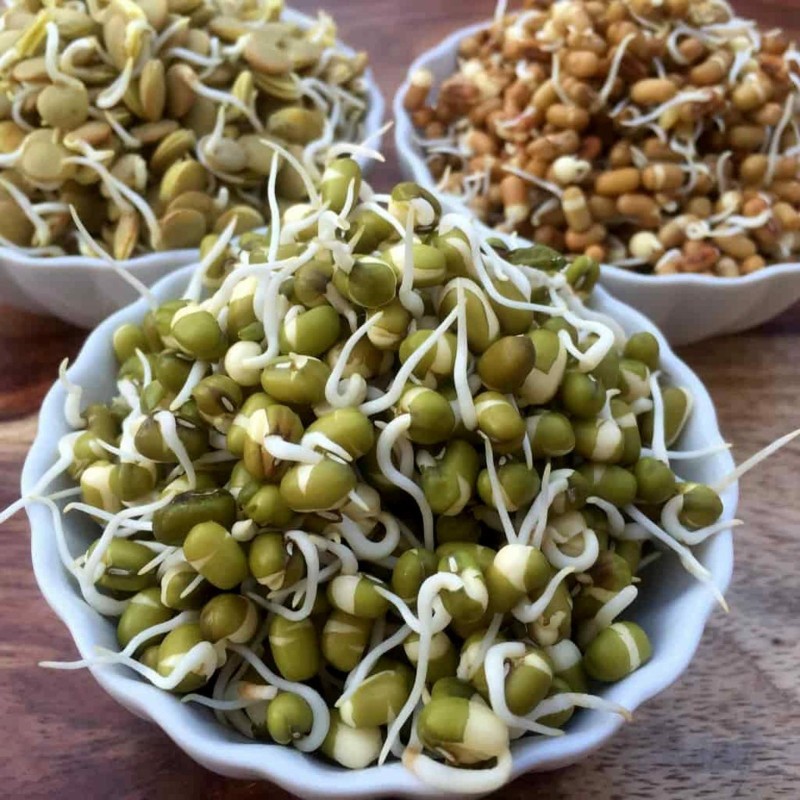 Mung Bean Seeds (Vigna radiata) | Seeds Shop Store
