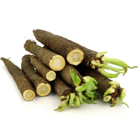 Black Salsify Seeds (Scorzonera hispanica) | Seeds Shop Store