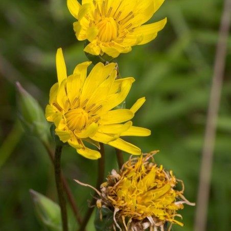 Sementes de Escorcioneira Scorzonera hispanica | Seeds Shop Store