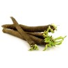 Black Salsify Seeds (Scorzonera hispanica) | Seeds Shop Store