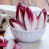 Semi di Cicoria di Rossa di Treviso | Seeds Shop Store