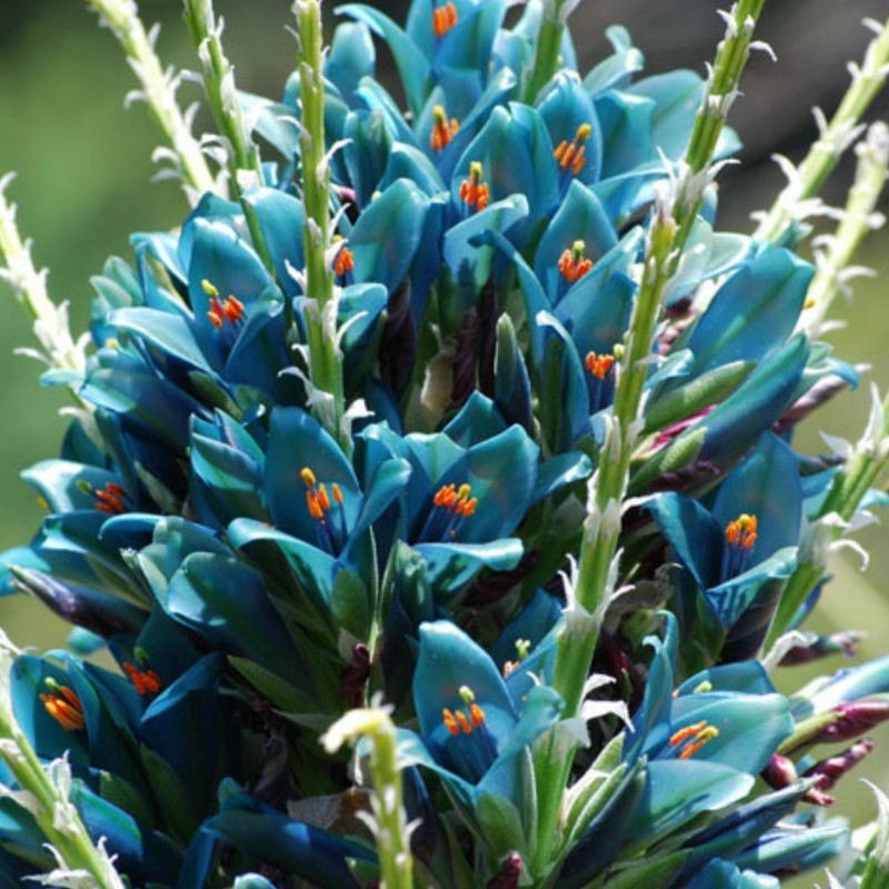 Semi blu di Puya (Puya berteroniana) | Seeds Shop Store