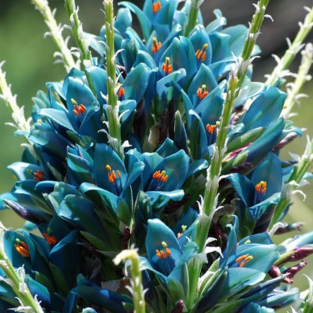 Semi blu di Puya (Puya berteroniana) | Seeds Shop Store