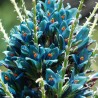Semi blu di Puya (Puya berteroniana) | Seeds Shop Store