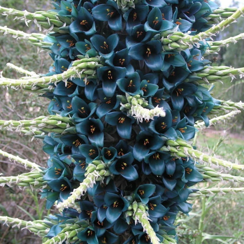 Semi blu di Puya (Puya berteroniana) | Seeds Shop Store
