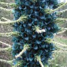 Semi blu di Puya (Puya berteroniana) | Seeds Shop Store