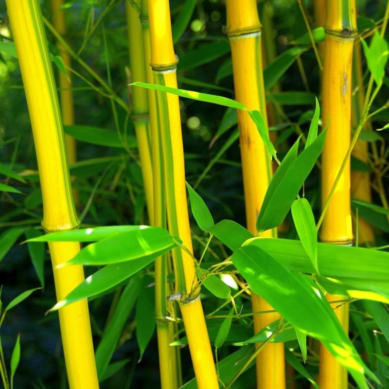 Sementes de Bambu CHOCOLATE (Fargesia fungosa) | Seeds Shop Store