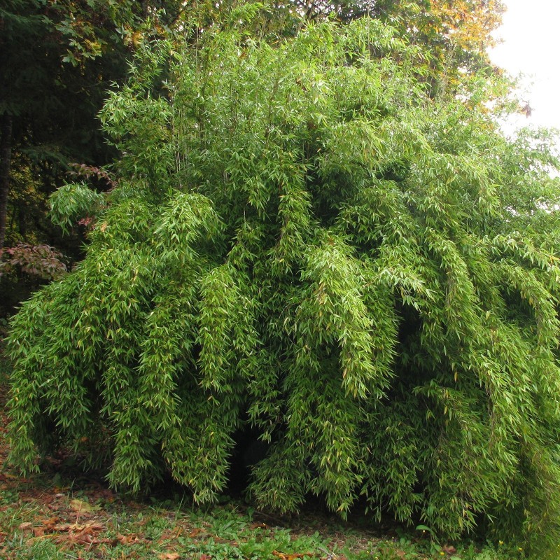 Fargesia fungosa winterharter Bambus Samen | Seeds Shop Store