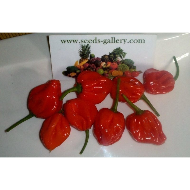 Scotch Bonnet Trinidad Seeds | Seeds Shop Store