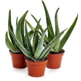 Graines de Aloe vera - 3.6