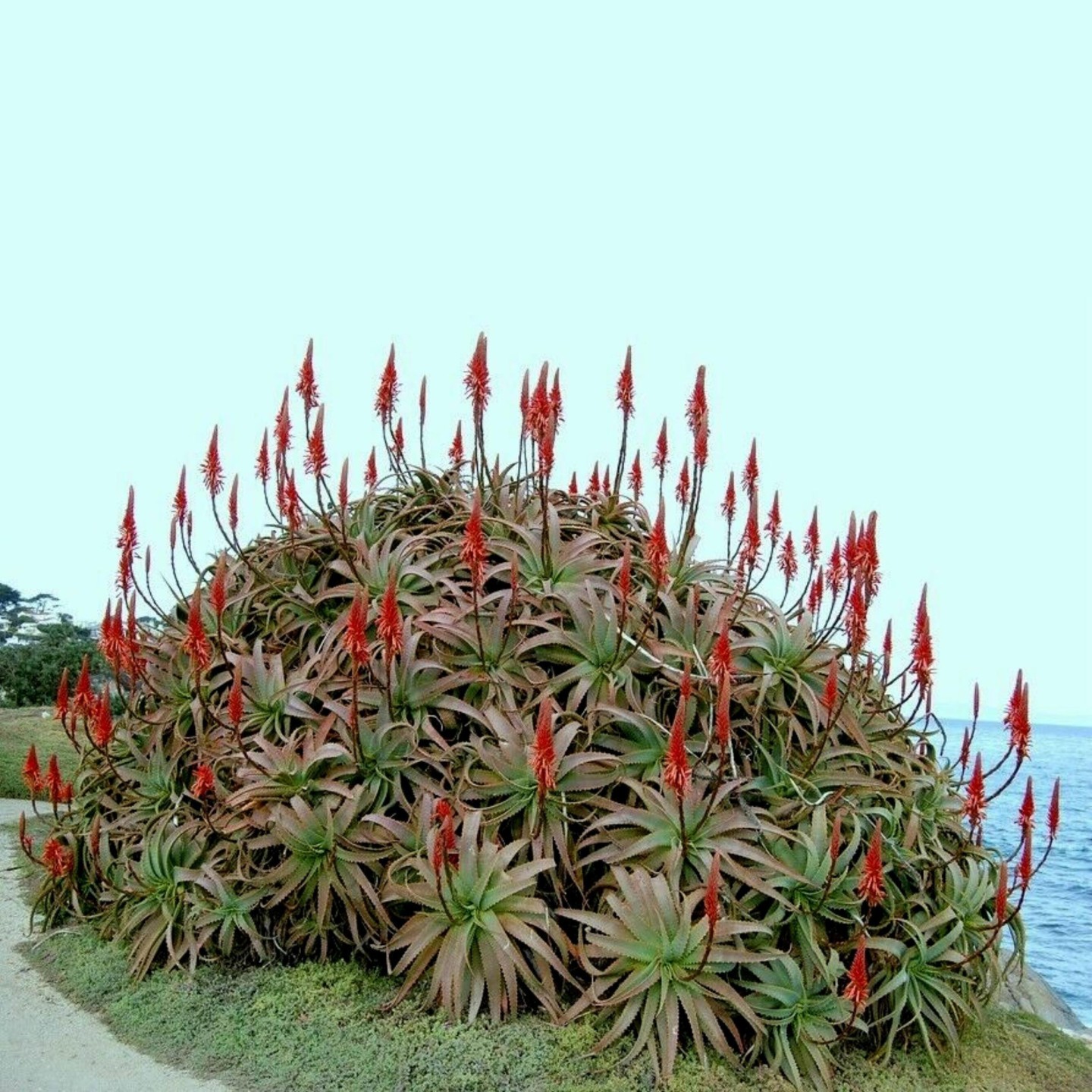 Krantz Aloe, Candelabra Aloe Seeds (Aloe arborescens) | Quality organic  seeds | Exotic Seeds Shop