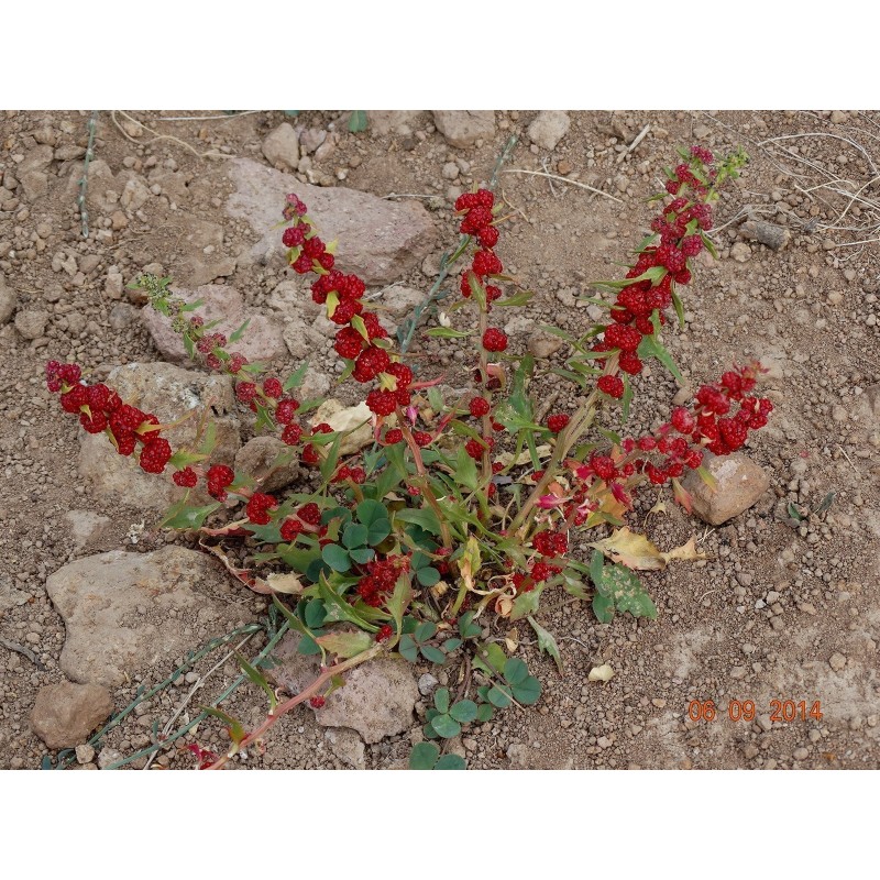 Jagodasti Spanjac Seme (Chenopodium foliosum) | Seeds Shop Store