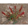 Jagodasti Spanjac Seme (Chenopodium foliosum) | Seeds Shop Store