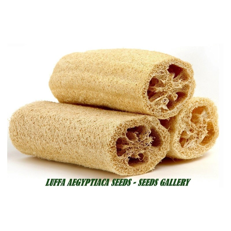 Semi di Spugna Luffa Lunga Gigante (Luffa aegyptiaca) | Seeds Shop Store