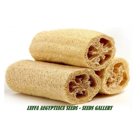 Semi di Spugna Luffa Lunga Gigante (Luffa aegyptiaca) | Seeds Shop Store