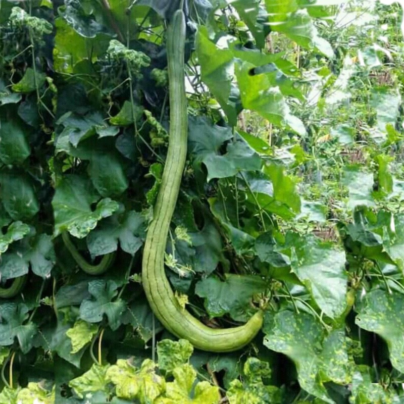 Semi di Spugna Luffa Lunga Gigante (Luffa aegyptiaca) | Seeds Shop Store