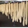 Giant Long Luffa Sponge Seeds (Luffa aegyptiaca) | Seeds Shop Store