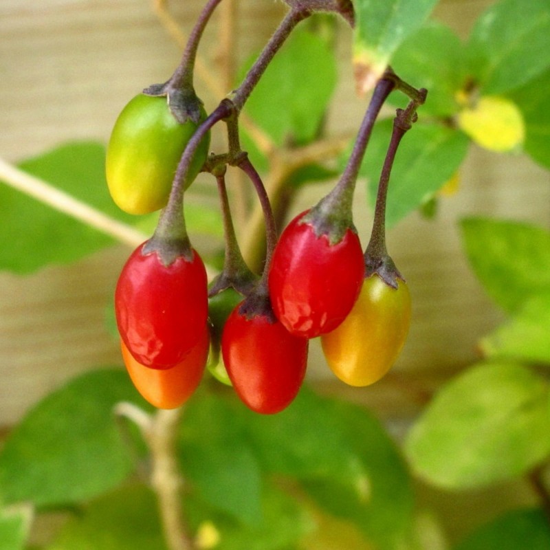 Sementes de Bittersweet Nightshade | Seeds Shop Store