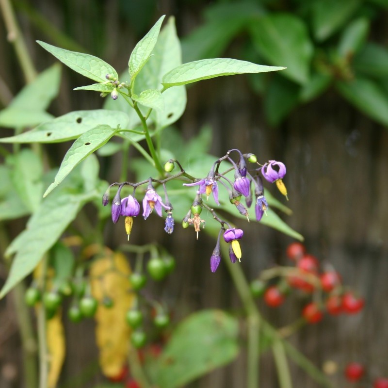 Sementes de Bittersweet Nightshade | Seeds Shop Store