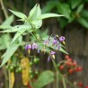 Sementes de Bittersweet Nightshade | Seeds Shop Store