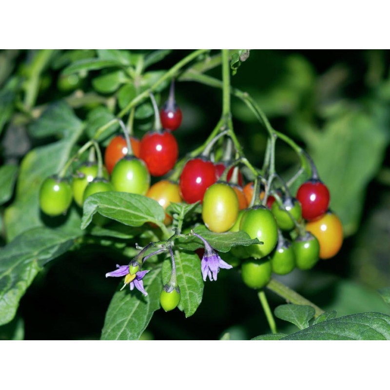 Sementes de Bittersweet Nightshade | Seeds Shop Store
