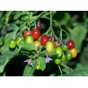 Sementes de Bittersweet Nightshade | Seeds Shop Store