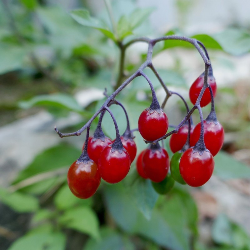 Sementes de Bittersweet Nightshade | Seeds Shop Store