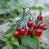 Sementes de Bittersweet Nightshade | Seeds Shop Store