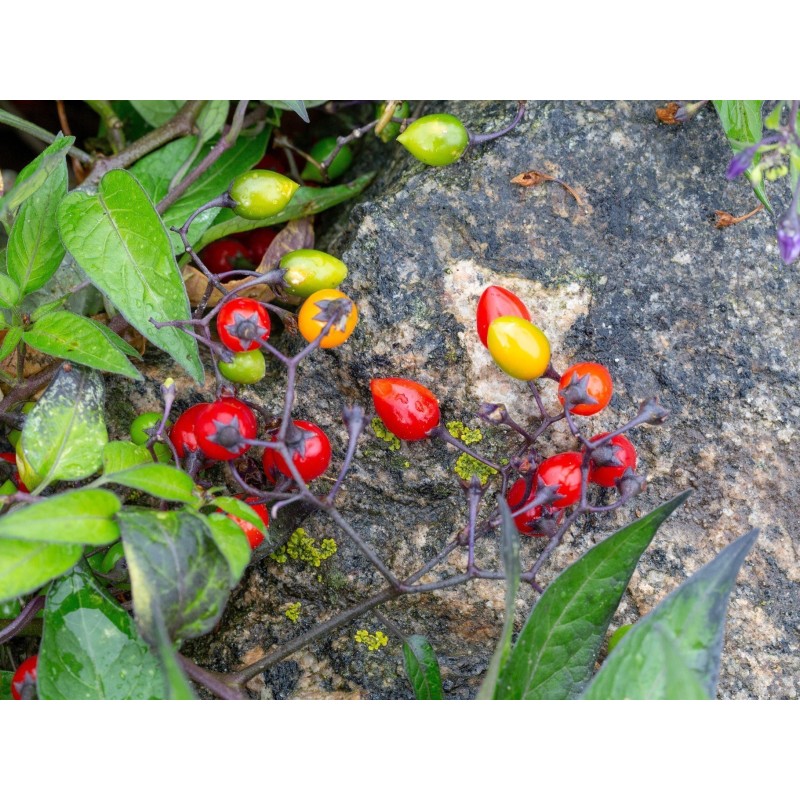 Sementes de Bittersweet Nightshade | Seeds Shop Store
