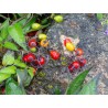 Sementes de Bittersweet Nightshade | Seeds Shop Store